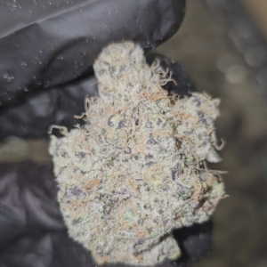 Buy AAA+ Trim Strain