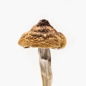 Buy B+ Magic Mushrooms online in USA