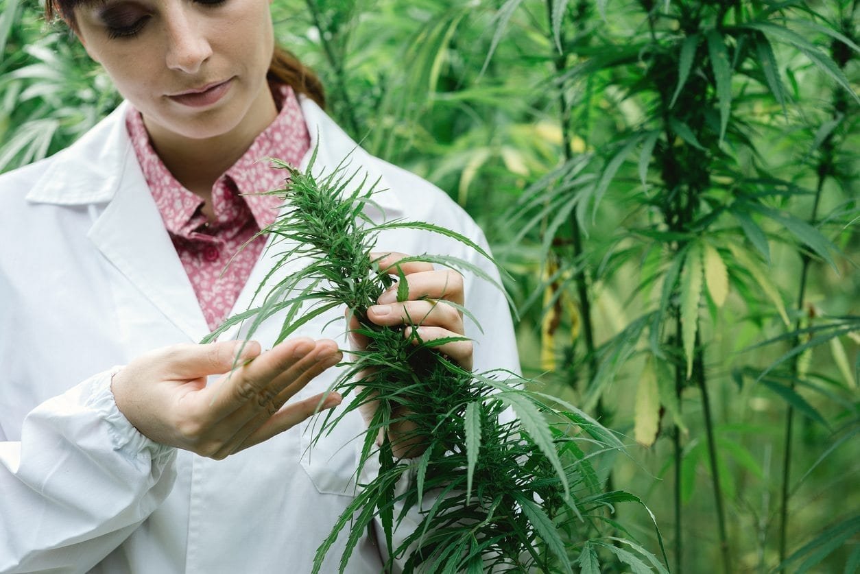 ‎The effects of Marijuana on the Brain